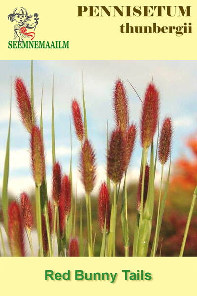 Перистощетинник Тунберга "Красные кнопки" (Пеннисетум) Pennisetum thunbergii